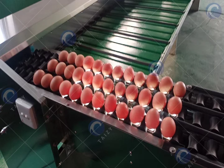 Máquina clasificadora de huevos | Sistema eficiente de clasificación de huevos 6 Egg grading machine for sale