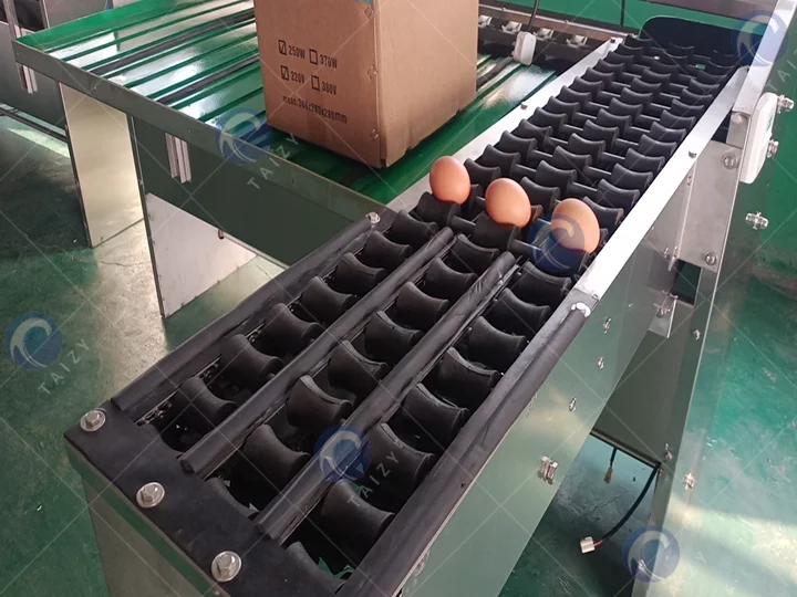 Máquina clasificadora de huevos | Sistema eficiente de clasificación de huevos 8 Egg grading machine