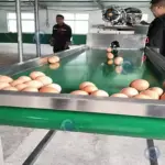 Машина для упаковки яиц