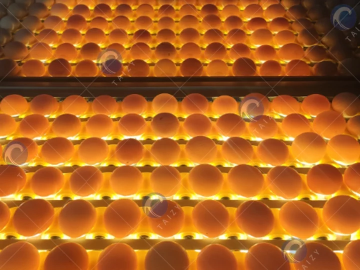 Линия для мойки яиц