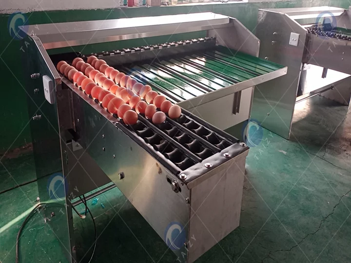 Egg Grading Machine Delivered To North Macedonia 2 Egg grader machine supplier