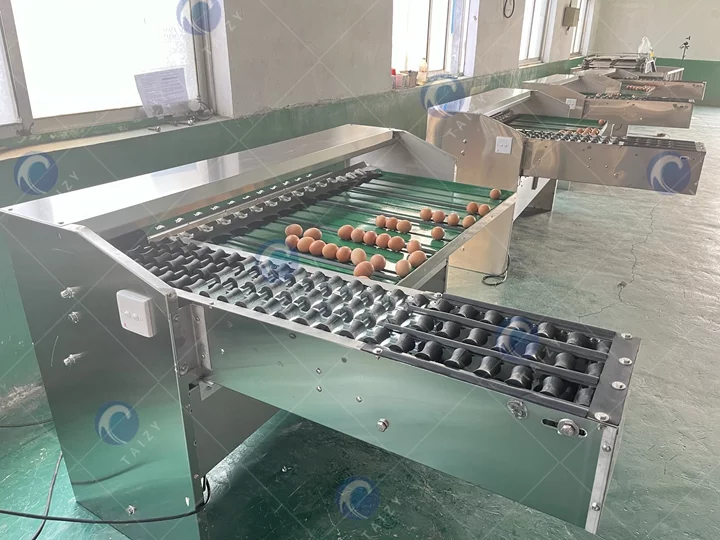 Egg Grading Machine Delivered To North Macedonia 3 Machine de tri des œufs