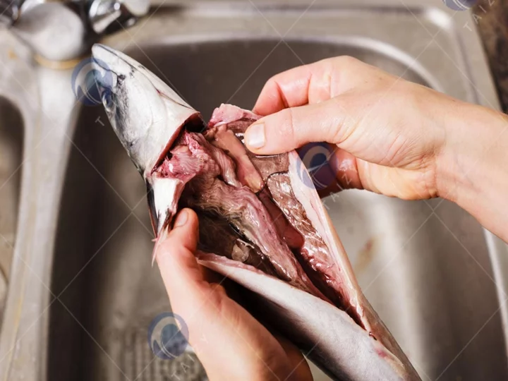 Fish Innards