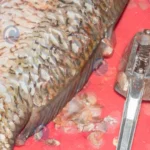 Fish Scales