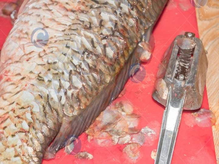 Fish Scales