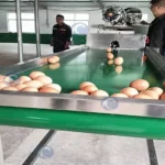 egg washing machine with air dryer